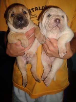 QUALITY CHINESE SHAR-PEI PUPPIES FOR SALE RUSH RUSH